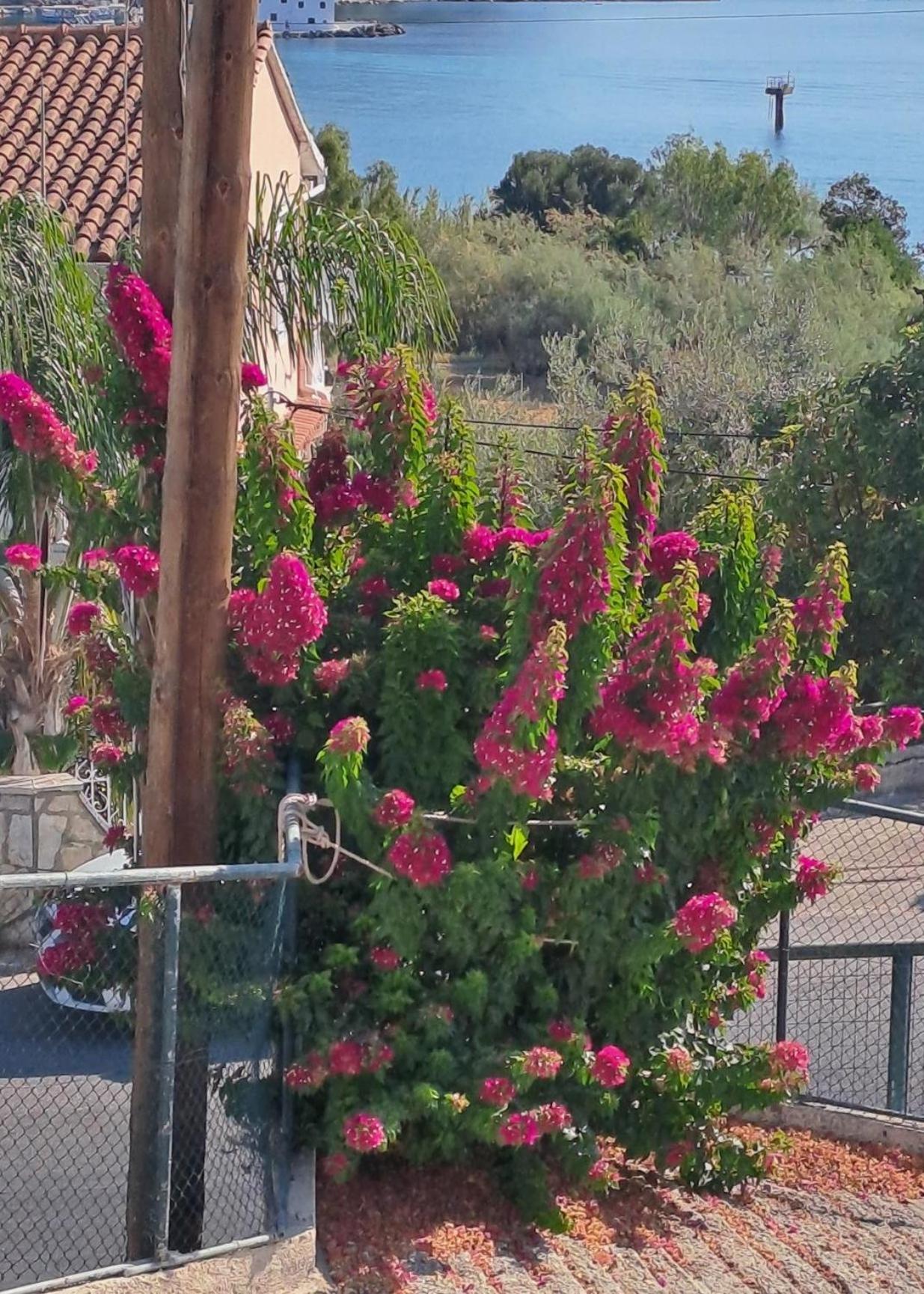 Appartement Bougainvillea Corfu  المظهر الخارجي الصورة